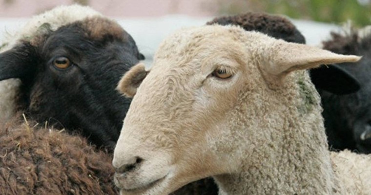 Құрбандық шалу: тарату, кімге уәжіп