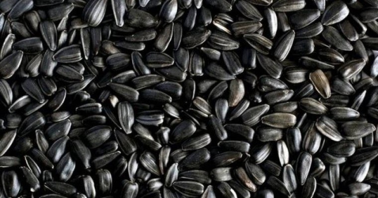 Пісте шағу пайдалы ма, зиян ба?