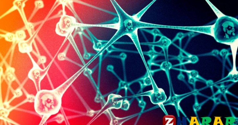 Реферат: Биология | Қант қызылшасының морфологиялық және биологиялық ерекшеліктері