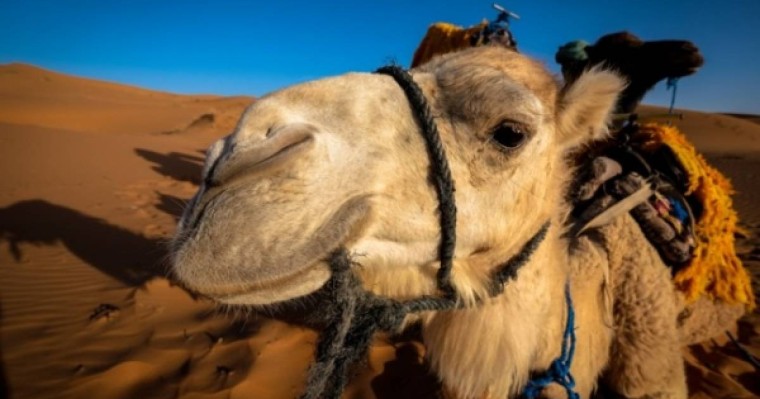 Иесі қайтыс болған түйе өзін шөлмен және аштықпен қинаған