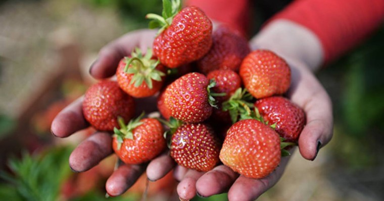 кімге жеуге болмайды, құлпынай, итбүлдірген, көкжидек