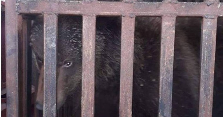 Түркістан облысында мал базарда аю сатылған