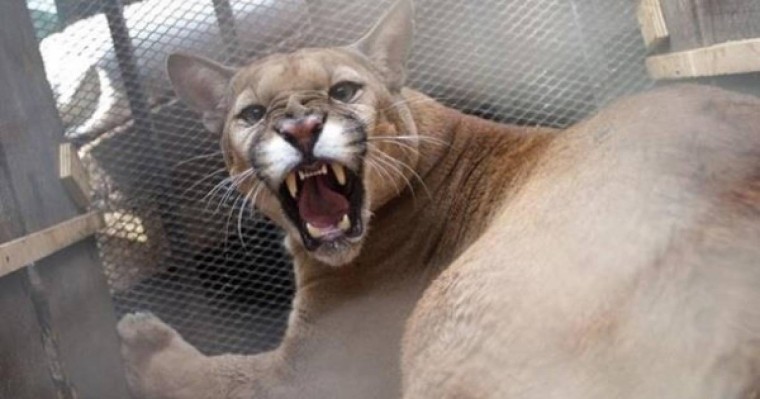 ​Ер адам өзіне шабуылдаған жыртқышты жалаңаш қолымен лақтырып жіберген