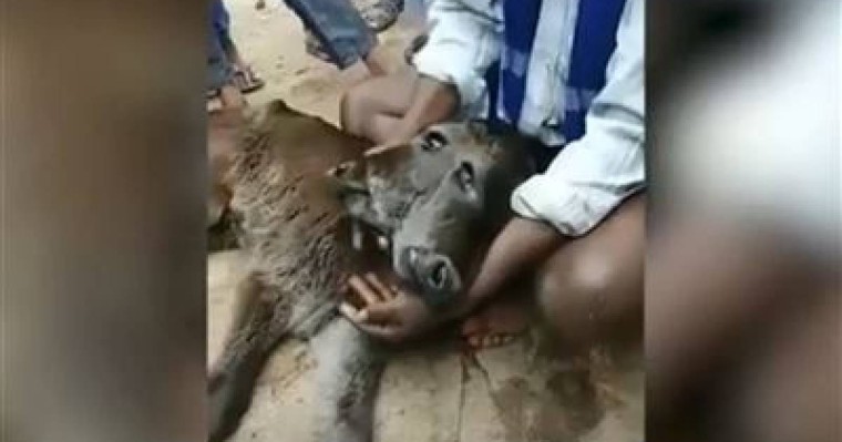 Екі басты құбыжық бұзау дүниеге келді