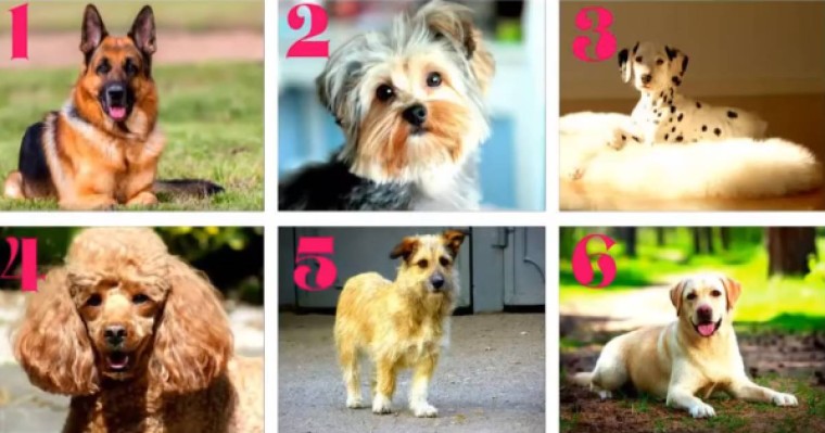 Психологиялық тест: Қай итті асырап алар едіңіз? Жауабыңыз сіз туралы қандай сыр айтады?