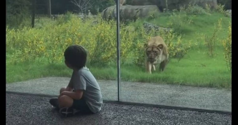 Арыстан әйнектің арғы жағында отырған балаға тап берді – қорқынышты видео