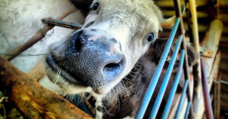 Ақтөбе облысында екібасты бұзау жұрттың үрейін ұшырды   