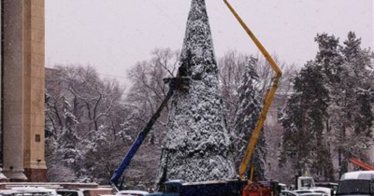 Бес метрлік шырша кішкентай баланың үстіне құлап кетті