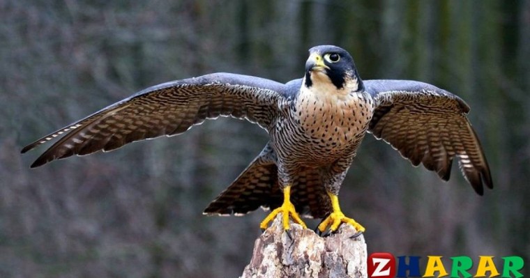 Мақал - мәтел: Құс » ZHARAR