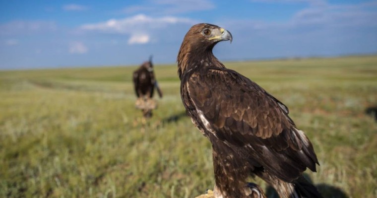 Аң-құс пен төрт түліктің қазақша атаулары |