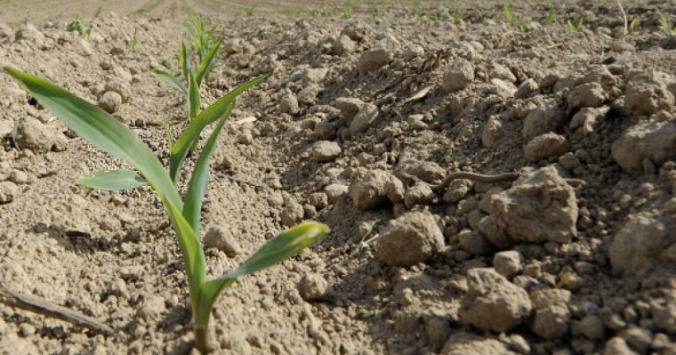 Қостанайда мемлекетке 290 мың гектар жер телімі қайтарылды