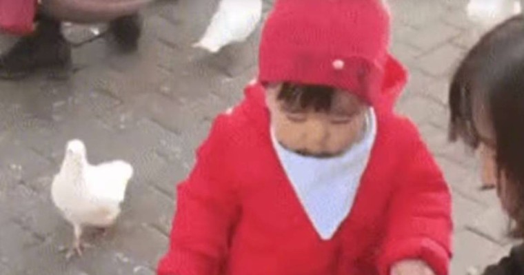 "Мойнынан шап берді": кішкентай қыз көгершіннен нанды тартып алды