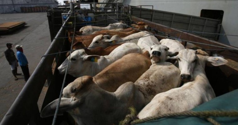 Алматы облысында тиісті құжатсыз мал тасымалдағандар анықталды