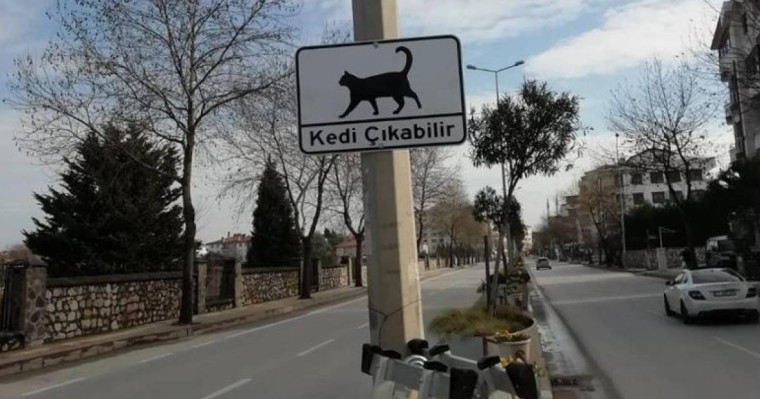 «Мысық шығуы мүмкін»