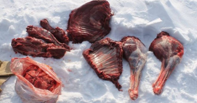 СҚО-да тоғыз сібір елігін қырып салған браконьерлер анықталды