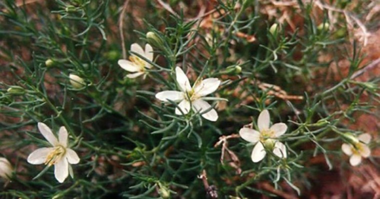 Адамды есінен айыруы мүмкін: Адыраспан туралы не білеміз?