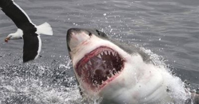 Спортшы акуланың шабуылынан көз жұмды