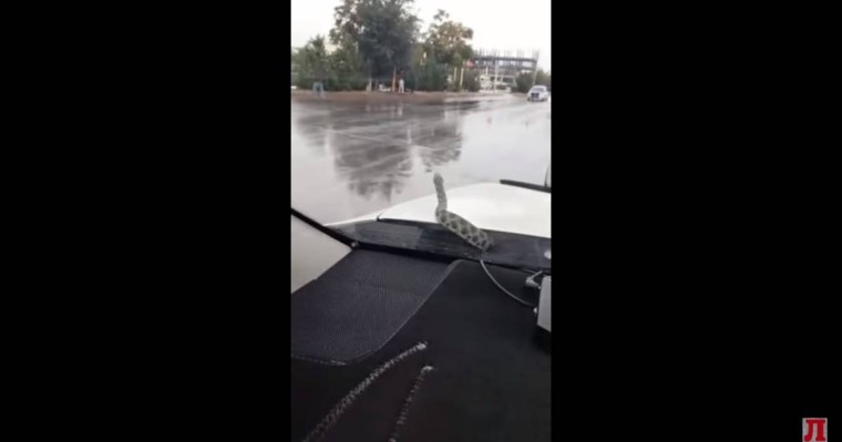 Ақтауда көлік капотынан атып шыққан алып жылан жүргізушіні шошытты (ВИДЕО)