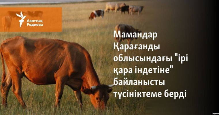 Мамандар Қарағанды облысындағы "ірі қара індетіне" байланысты түсініктеме берді