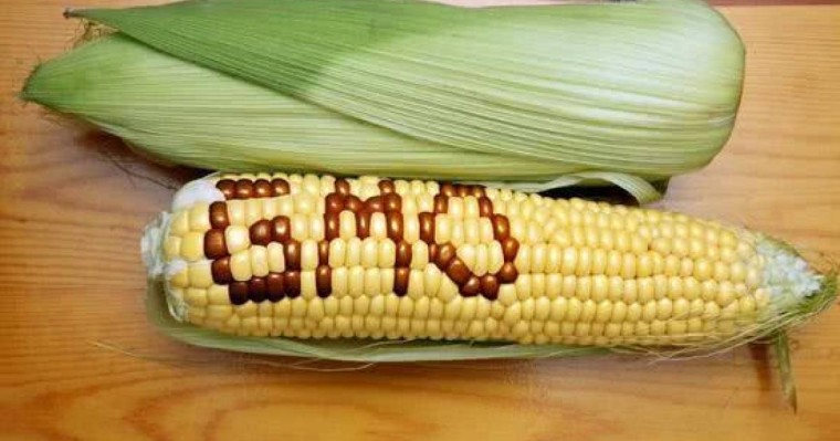 欧盟批准10种转基因产品上市