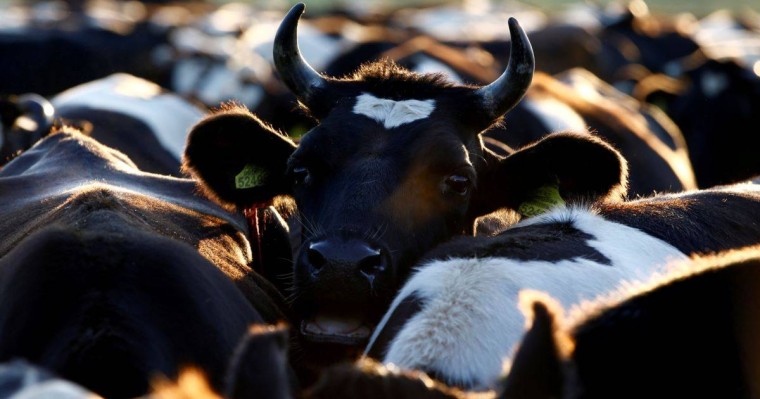Қарағанды облысында мамандар ірі қара індетінің себебін анықтап жатыр