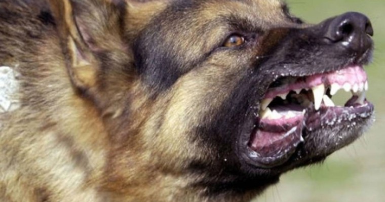 Алматыда ит ойнап отырған балаға шабуыл жасады (ВИДЕО)