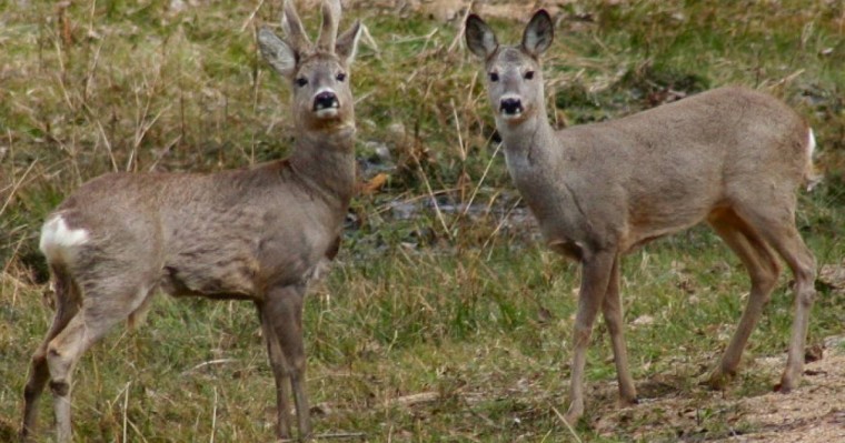 Еліктерді шетінен қырған