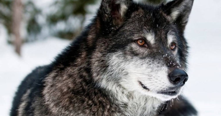 Көкжалдар өмірінің құпиясы