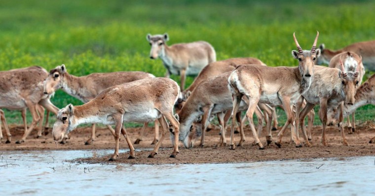 哈萨克斯坦对高鼻羚羊种群数量进行了普查
