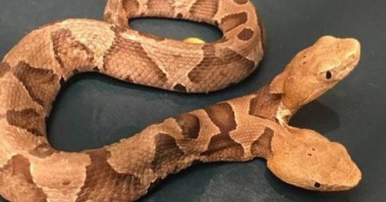 Екібасты ерекше жылан көпшіліктің таңданысын тудырды (ВИДЕО)