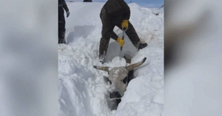 Видеошок: Фермер сиырларын қар астынан тірідей қазып алған