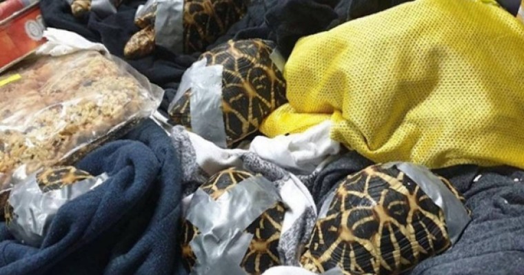 Әуежайдағы иесіз сөмкенің ішінен 1500 тірі тасбақа табылған