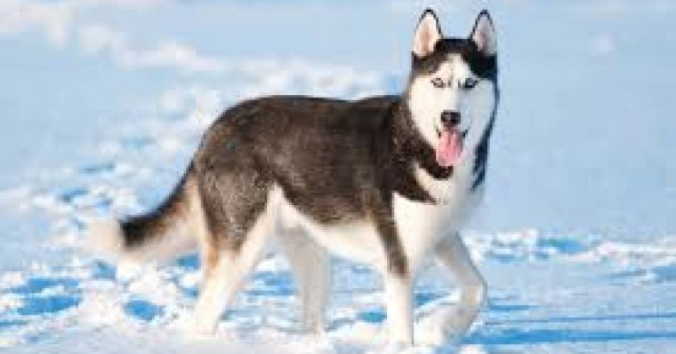 Қос хаски қуантып жүр