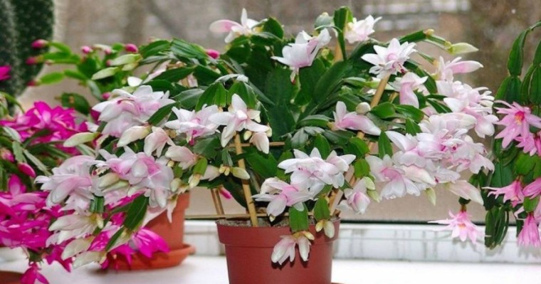 Бөлме гүлін баптау