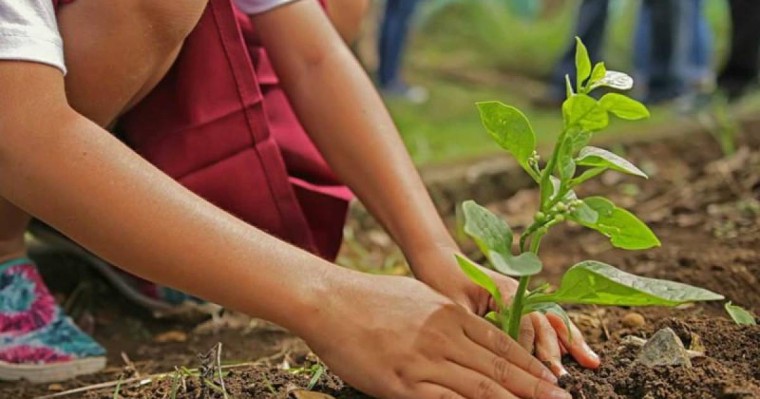 今年我国将种植一百万棵树