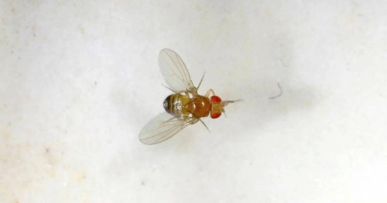 果蝇研究显示药物联用有助延长寿命