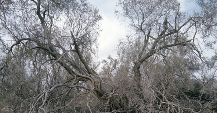 Ақтөбе мен Атырау облыстары бес-алты жылда шөл далаға айналуы мүмкін