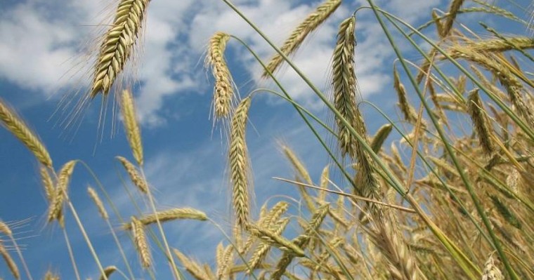 农业部：今年哈萨克斯坦粮食产量预计为1700万吨