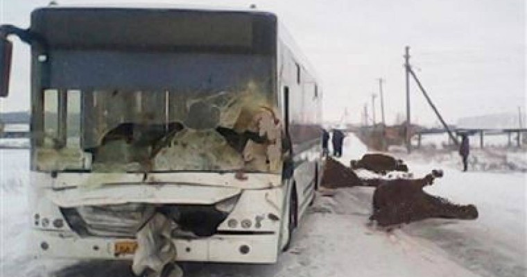 Автобус бір үйір жылқыны басып кетті