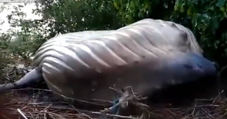 Ерекше өлім: Орманнан ақ киттің денесі табылды