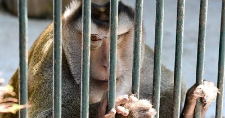 Қазақша тақпақ: Аңдар, Үй жануарлары туралы тақпақ коян арыстан аю түлкі тулки коян туралы такпак