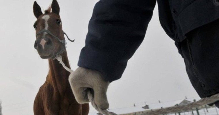 Алматы облысында полицейлер ұрланған малды иелеріне қайтарды