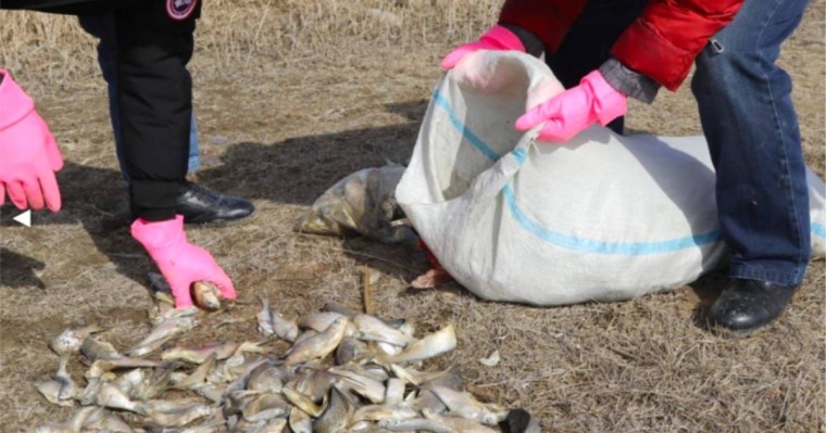 Каспийден заңсыз балық аулаған төрт шетелдікке айыппұл салынды