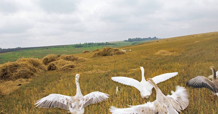 Балапандарын қорғаған қаз жылқыға шабуыл жасады – видео