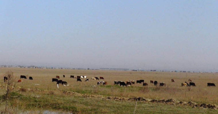 АҚШ-тың ірі ет өндіруші компаниясы Қазақстан нарығына кіруі мүмкін