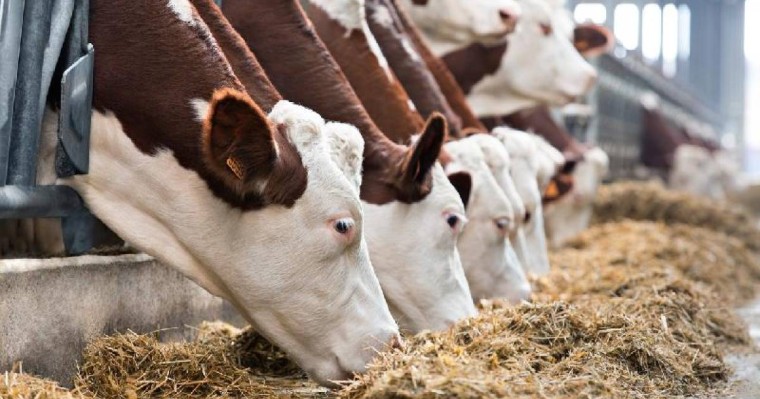 哈萨克斯坦农业生产增长3.5%