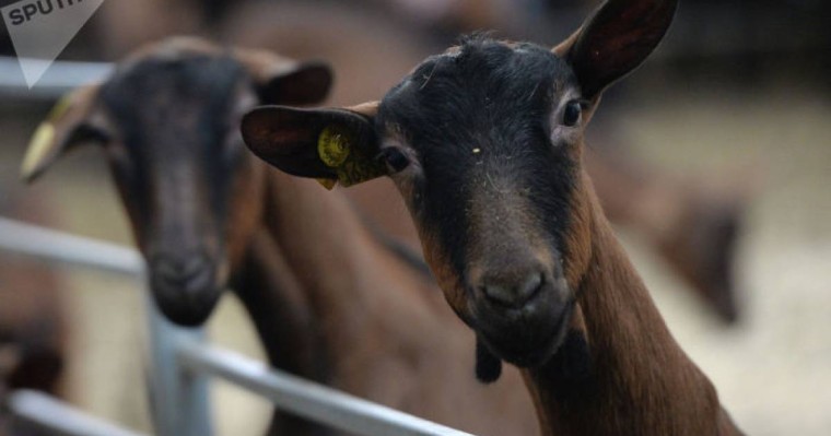 Тоқаев шығынға батқан ҚазАгроға қатысты талап қойды