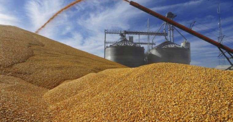 农业部下调2019年粮食产量预期