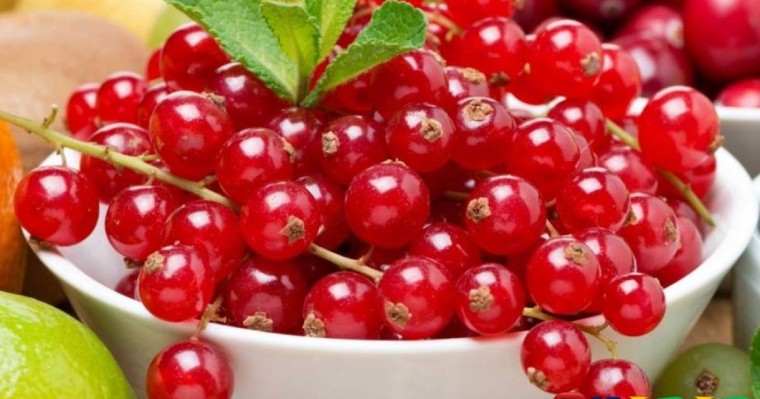 Қазақ тілінен сабақ жоспары: Жемістер мен көкөністер– оқылым №1 (1 сынып, 7 бөлім )