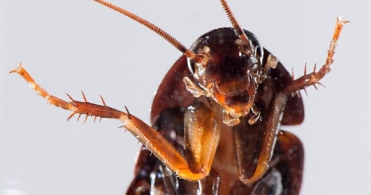 ​Ер адамның құлағынан тірі тарақан шыққан